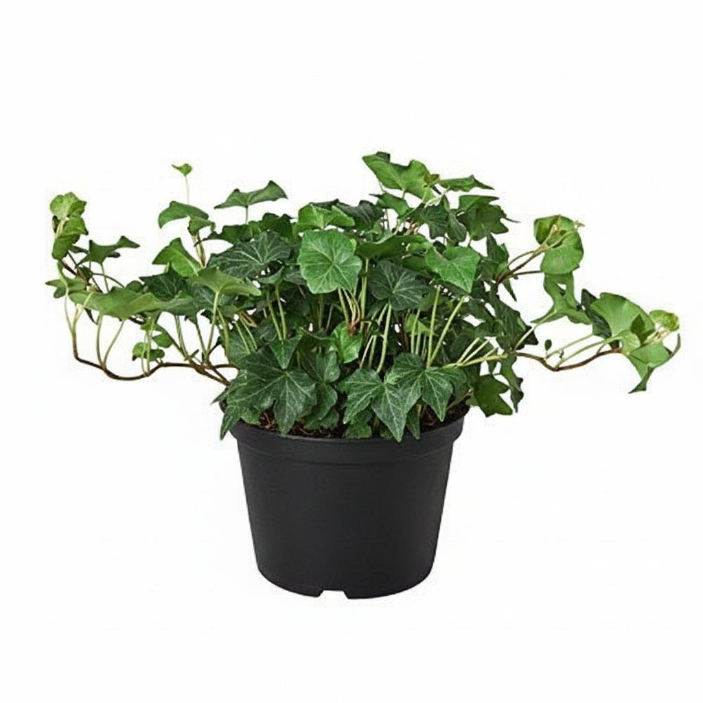 6 inch Green Ivy Plant, large trailing houseplants, buy Green Ivy Plant online, easy to grow plant
