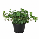Green Ivy Plant in black ceramic decorative pot, plant with pot for decoration, small plant for small space