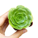 Green Platters, succulents store in CA, succulents garden, succulent care tips, cactus, succulents shop in California, succulent subscription, how to grow succulents, succulent plant, Green Platters in California, How to grow Green Platters