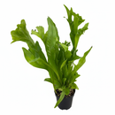 Buy the Green Flame Fern online, Microsorum punctatum, Dwarf Elkhorn, Wavy Fern, low-light houseplant, non-toxic fern