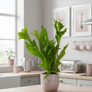 Buy the Green Flame Fern online, Microsorum punctatum, Dwarf Elkhorn, Wavy Fern, low-light houseplant, non-toxic fern