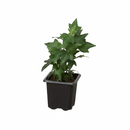 Green Ivy Plant in black ceramic decorative pot, plant with pot for decoration, small plant for small space