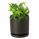 Green Ivy Plant in black ceramic decorative pot, plant with pot for decoration, small plant for small space