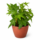 Green Ivy Plant in black ceramic decorative pot, plant with pot for decoration, small plant for small space