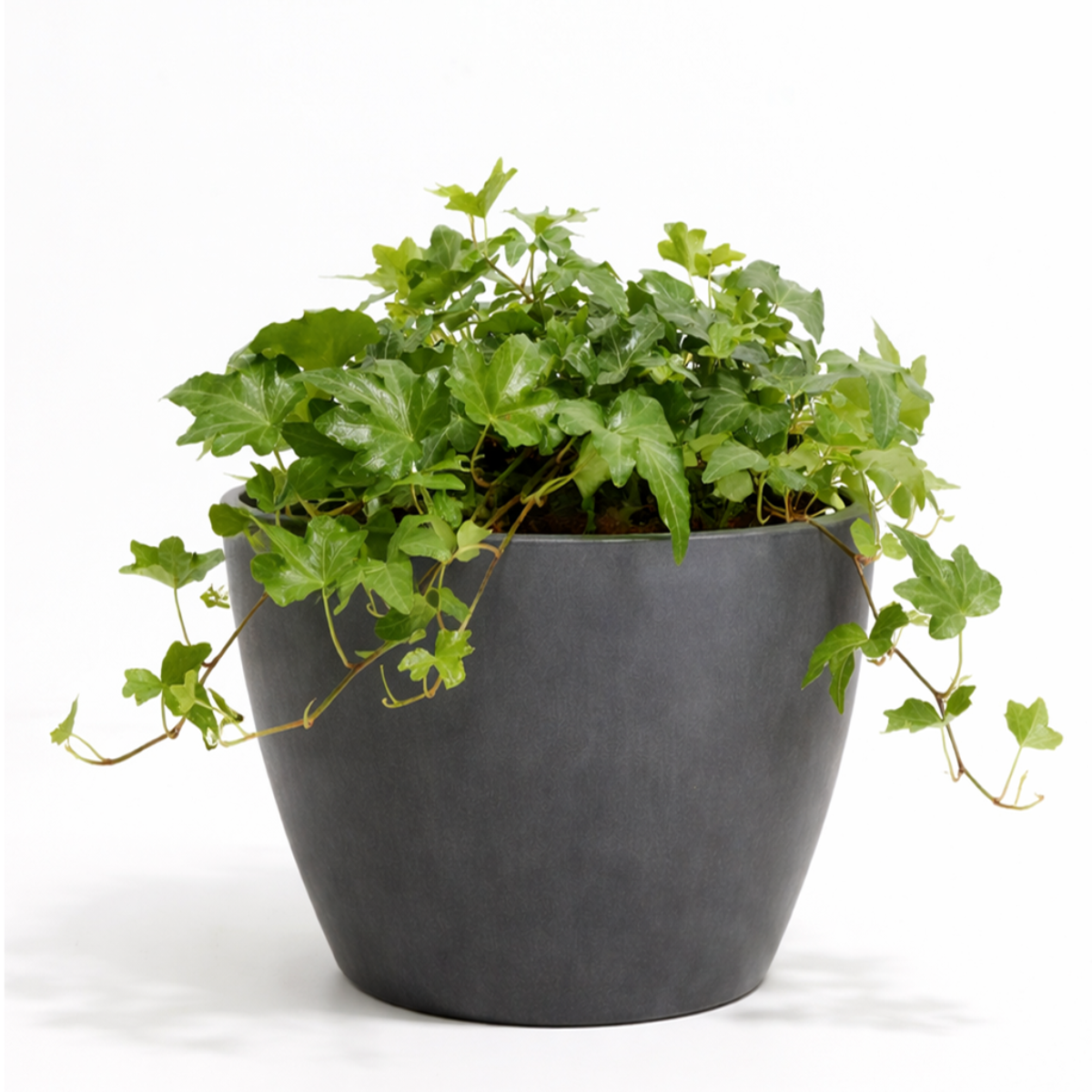 Green Ivy Plant in black ceramic decorative pot, plant with pot for decoration, small plant for small space