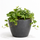 Green Ivy Plant in black ceramic decorative pot, plant with pot for decoration, small plant for small space