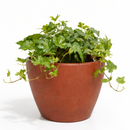 Green Ivy Plant in black ceramic decorative pot, plant with pot for decoration, small plant for small space