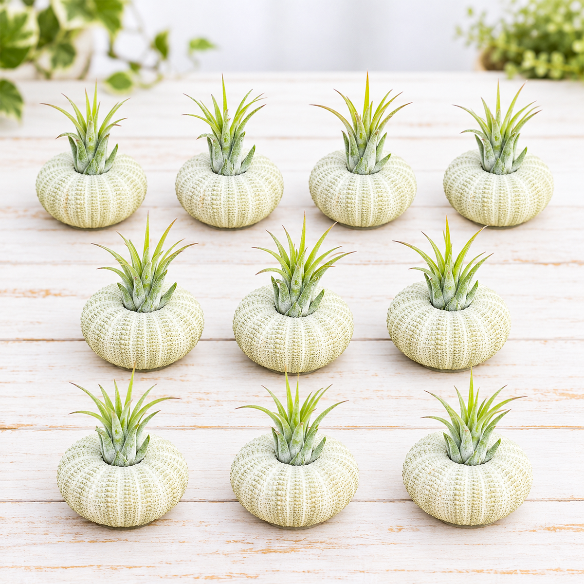 ten green urchin-shaped planters each holding a different tillandsia air plant variety, arranged as a complete gift set showing multiple plant species in varying green tones and textures