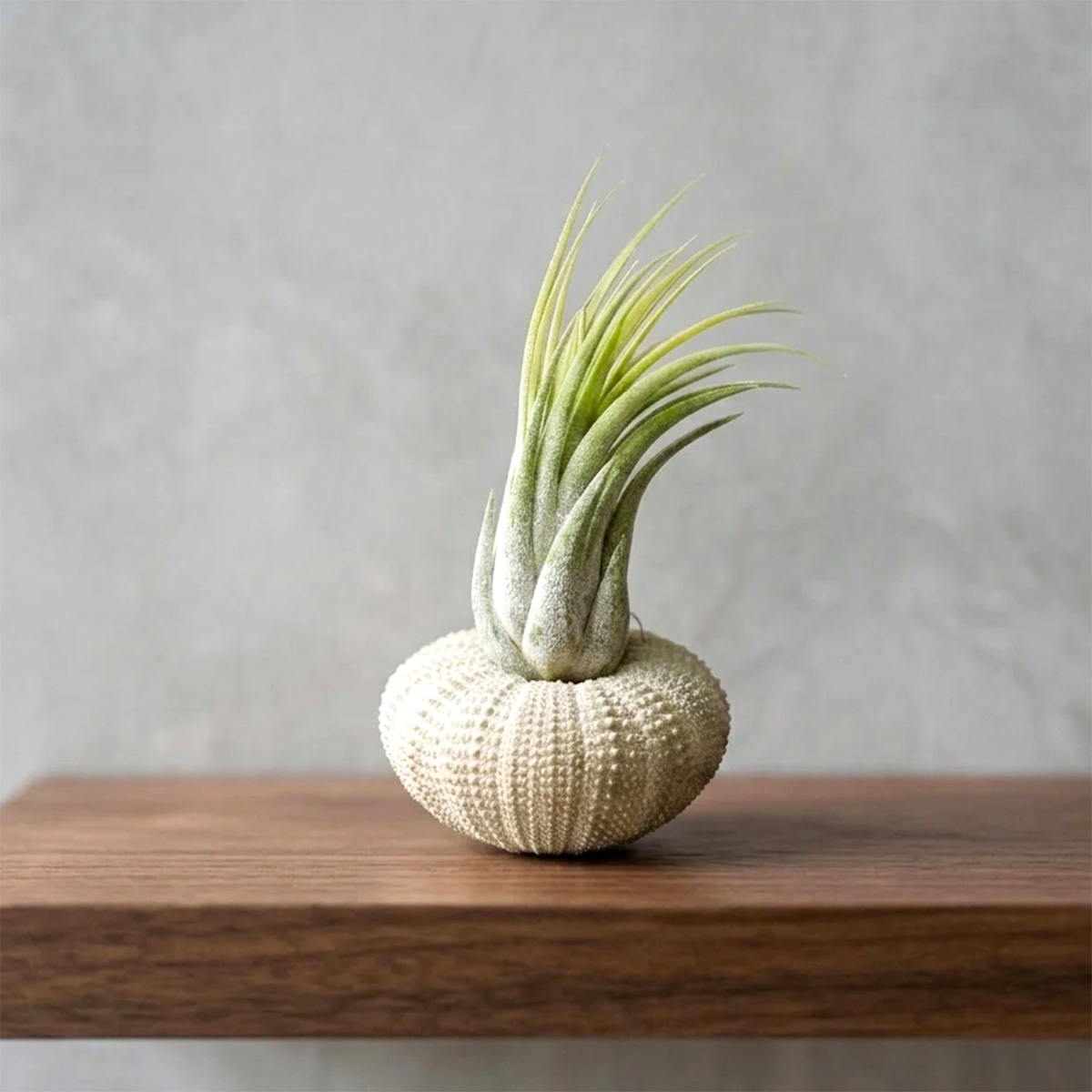 Green Urchin with Assorted Tillandsia Air Plant for sale, decorative air plant sea urchin arrangement, coastal style tillandsia decor, tropical air plant display, natural sea urchin air plant holder, beach themed home decor plant, assorted tillandsia air plant arrangement, modern coastal botanical decor, low maintenance indoor air plant