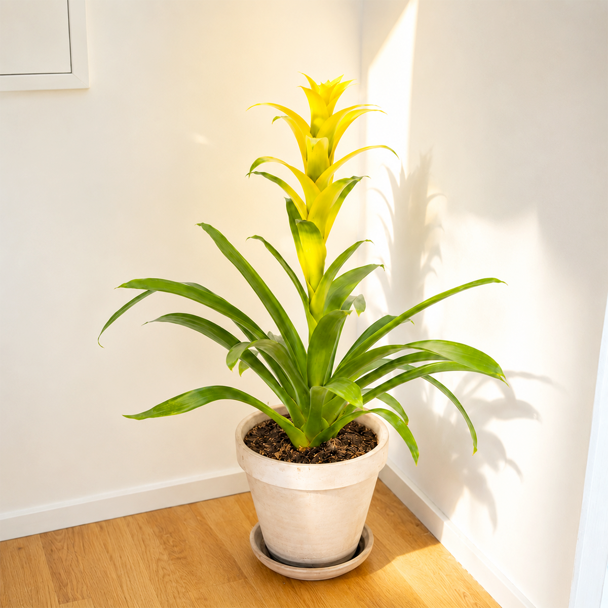 Buy Guzmania Bromeliad 'Yellow' online. Guzmania Bromeliad 'Yellow' is a vibrant tropical houseplant admired for its bright yellow flower bracts and lush green foliage that bring long-lasting color to any indoor space. It thrives in bright, indirect light with well-draining soil and prefers moderate watering and higher humidity for healthy growth. This eye-catching indoor plant is perfect for homes, offices, or anyone looking to add a cheerful tropical accent to their plant collection.
