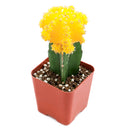 Buy 2" Gymnocalycium mihanovichii 'Yellow' Grafted Moon Cactus online. This charming cactus is prized for its vibrant color, compact size, and distinctive grafted appearance that makes every plant a cheerful focal point. It grows well with bright light, occasional watering, and a gritty cactus mix. An ideal addition to any cactus collection or a fun gift for succulent enthusiasts.