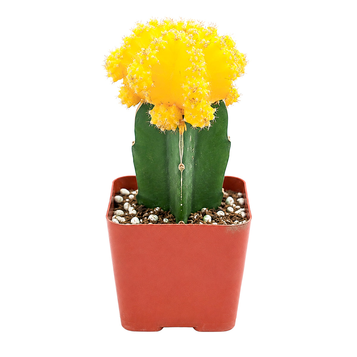 Buy 2" Gymnocalycium mihanovichii 'Yellow' Grafted Moon Cactus online. This colorful grafted cactus combines a vivid yellow globe with a healthy green base, making it a standout among traditional houseplants. It prefers bright, indirect light, excellent drainage, and minimal watering. An excellent choice for decorative planters, succulent arrangements, or modern home décor.