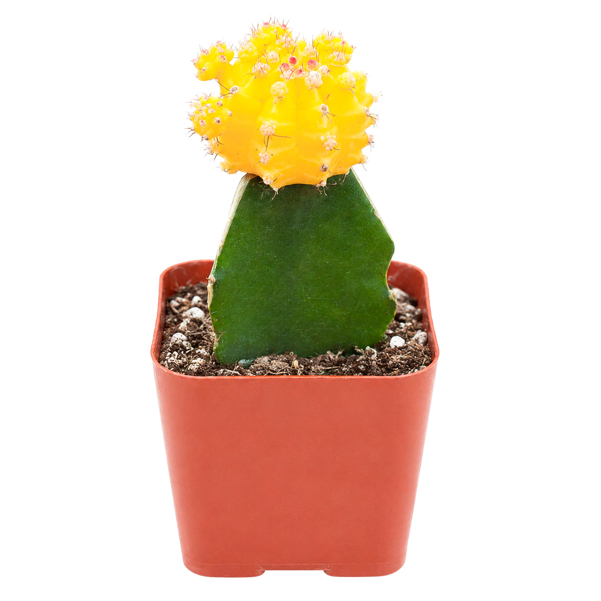 2" Gymnocalycium mihanovichii 'Yellow' Grafted Moon Cactus for sale. Known for its striking golden-yellow crown and unique grafted form, this eye-catching cactus instantly brightens any indoor space. It grows best in bright conditions with a fast-draining cactus mix and light watering once the soil has dried completely. Perfect for beginners, collectors, or as a thoughtful gift for plant lovers.