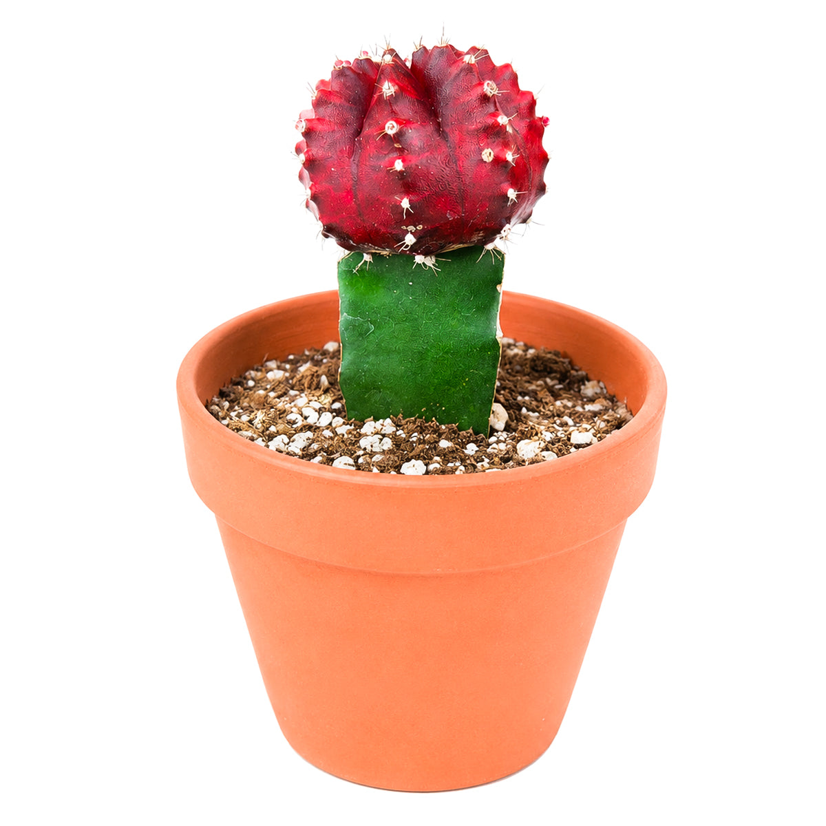 2" Gymnocalycium mihanovichii 'Red' Grafted Moon Cactus for sale. Known for its brilliant scarlet crown and unique grafted form, this cheerful cactus adds bold color and personality to any indoor plant display. It grows best in bright conditions with a fast-draining cactus mix and light watering after the soil has dried completely. Perfect for beginners, collectors, or as a thoughtful gift for plant lovers.