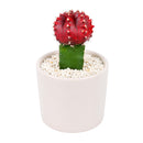 Buy 2" Gymnocalycium mihanovichii 'Red' Grafted Moon Cactus online. This eye-catching cactus features a vivid red top grafted onto a vibrant green rootstock, creating a striking contrast that instantly brightens any space. It thrives in bright, indirect light with well-draining soil and occasional watering. A colorful addition to cactus collections, office desks, or sunny windowsills.