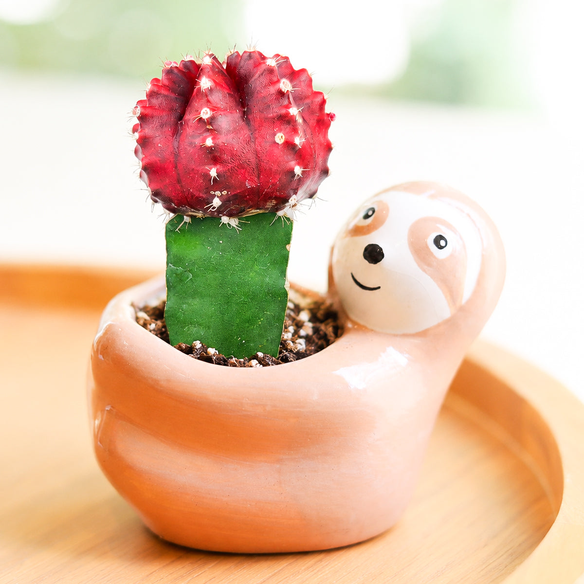 Buy 2" Gymnocalycium mihanovichii 'Red' Grafted Moon Cactus online. This vibrant grafted cactus combines a bright red globe with a healthy green base, making it one of the most distinctive decorative cacti available. It prefers bright, indirect light, excellent drainage, and minimal watering. An excellent choice for modern home décor, succulent arrangements, or colorful indoor plant collections.