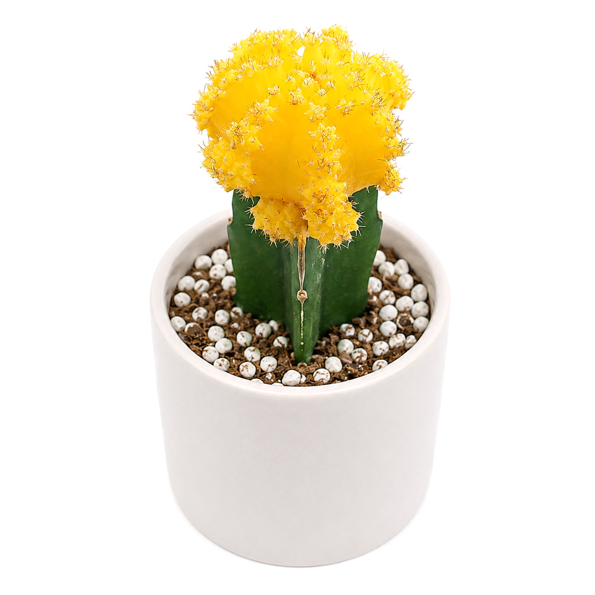 Buy 2" Gymnocalycium mihanovichii 'Yellow' Grafted Moon Cactus online. This vibrant cactus features a brilliant yellow top beautifully grafted onto a sturdy green rootstock, creating a bold and colorful display. It thrives in bright, indirect light with well-draining soil and occasional watering. A cheerful addition to windowsills, office desks, or any colorful cactus collection.