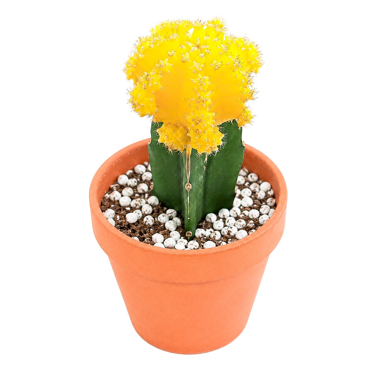 Buy 2" Gymnocalycium mihanovichii 'Yellow' Grafted Moon Cactus online. This charming cactus is prized for its vibrant color, compact size, and distinctive grafted appearance that makes every plant a cheerful focal point. It grows well with bright light, occasional watering, and a gritty cactus mix. An ideal addition to any cactus collection or a fun gift for succulent enthusiasts.