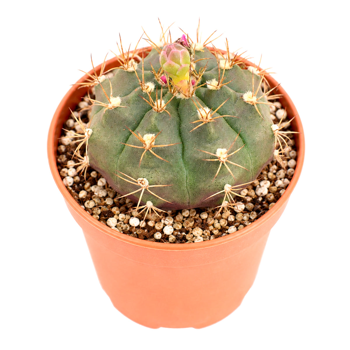 4" Gymnocalycium anisitsii for sale. This compact cactus is known for producing elegant flowers while maintaining an attractive, tidy appearance year-round. It is drought tolerant and makes a great gift for plant lovers. Shipped in a 4-inch nursery pot.