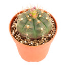 4" Gymnocalycium anisitsii for sale. This attractive cactus has a smooth green body with neatly arranged spines, making it a wonderful choice for cactus collections. It requires minimal watering and is well suited for sunny indoor spaces. Shipped in a 4-inch nursery pot.