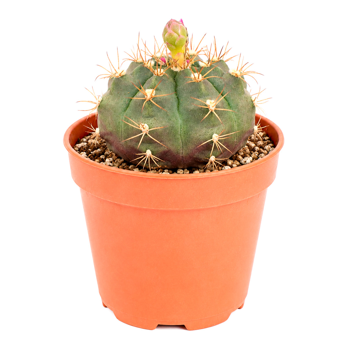 Buy 4" Gymnocalycium anisitsii online. This easy-care cactus adds texture and character to any succulent or cactus collection with its classic globe shape. It performs best in well-draining soil and bright conditions. Shipped in a 4-inch nursery pot.