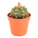 4" Gymnocalycium anisitsii for sale. This attractive cactus has a smooth green body with neatly arranged spines, making it a wonderful choice for cactus collections. It requires minimal watering and is well suited for sunny indoor spaces. Shipped in a 4-inch nursery pot.