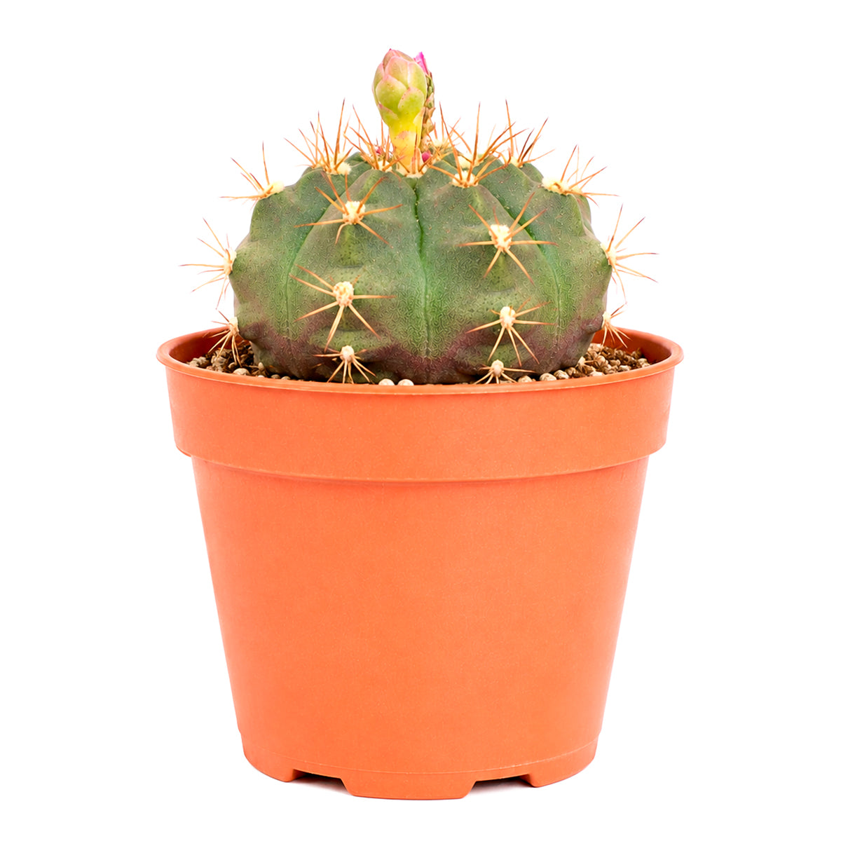 4" Gymnocalycium anisitsii for sale. This distinctive cactus develops a rounded form with defined ribs and fine spines that highlight its natural beauty. It is an excellent option for beginners and experienced plant enthusiasts alike. Shipped in a 4-inch nursery pot.