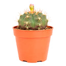 4" Gymnocalycium anisitsii for sale. This attractive cactus has a smooth green body with neatly arranged spines, making it a wonderful choice for cactus collections. It requires minimal watering and is well suited for sunny indoor spaces. Shipped in a 4-inch nursery pot.