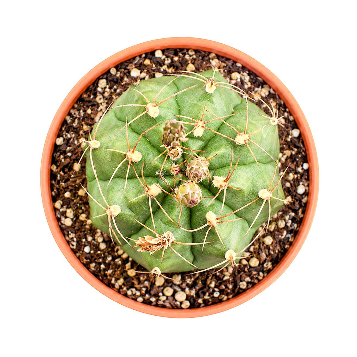 Buy 4" Gymnocalycium anisitsii online. This low-maintenance cactus is appreciated for its compact size, symmetrical form, and beautiful seasonal blooms. It grows well in containers and prefers infrequent watering with plenty of light. Shipped in a 4-inch nursery pot.