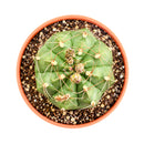 4" Gymnocalycium anisitsii for sale. This attractive cactus has a smooth green body with neatly arranged spines, making it a wonderful choice for cactus collections. It requires minimal watering and is well suited for sunny indoor spaces. Shipped in a 4-inch nursery pot.