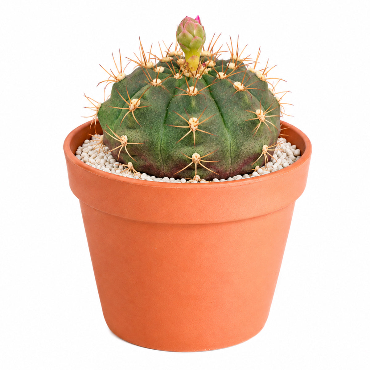 4" Gymnocalycium anisitsii for sale. This attractive cactus has a smooth green body with neatly arranged spines, making it a wonderful choice for cactus collections. It requires minimal watering and is well suited for sunny indoor spaces. Shipped in a 4-inch nursery pot.