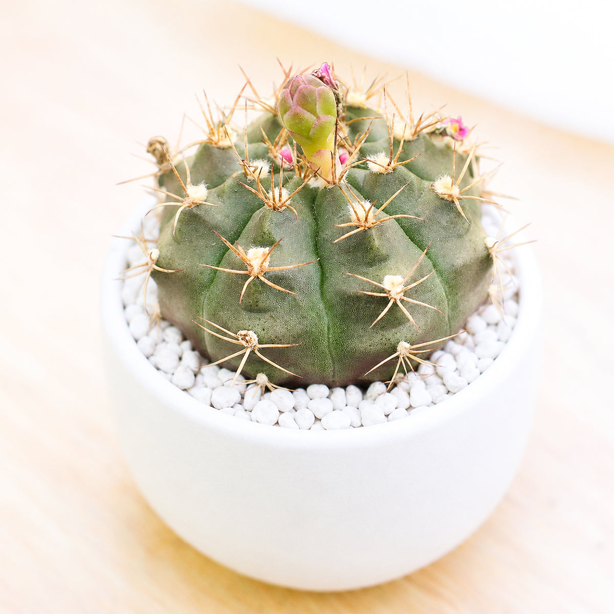 Buy 4" Gymnocalycium anisitsii online. This charming cactus features a rounded shape with pronounced ribs and delicate white to pale pink flowers that bloom with proper care. It is easy to grow and thrives in bright, indirect light with well-draining soil. Shipped in a 4-inch nursery pot.