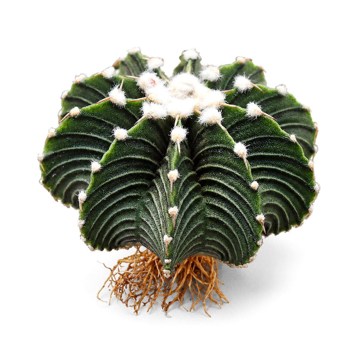 Buy 1–2" Gymnocalycium friedrichii VOS 1241 online. This collectible cactus offers an attractive rounded form and intricate rib patterns that bring texture and interest to any space. It enjoys bright conditions and well-draining soil while requiring very little care. A fantastic choice for beginners and experienced collectors alike who appreciate rare and unusual cacti.