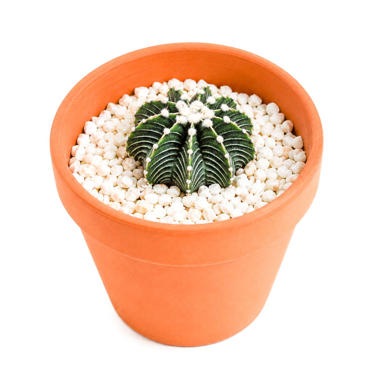 Buy 1–2" Gymnocalycium friedrichii VOS 1241 online. This unique Gymnocalycium is admired for its sculptural form and subtle color variations that become even more striking as it matures. It is easy to maintain with bright light and a well-draining cactus mix. A wonderful addition to succulent arrangements or as a standout specimen in any indoor plant collection.