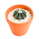 1–2" Gymnocalycium friedrichii VOS 1241 for sale. Featuring a compact globe-shaped body and beautifully textured ribs, this collectible cactus stands out in any display. It prefers a sunny location, gritty soil, and light watering once the soil has completely dried. Perfect for decorating desks, shelves, terrariums, or sunny windowsills.