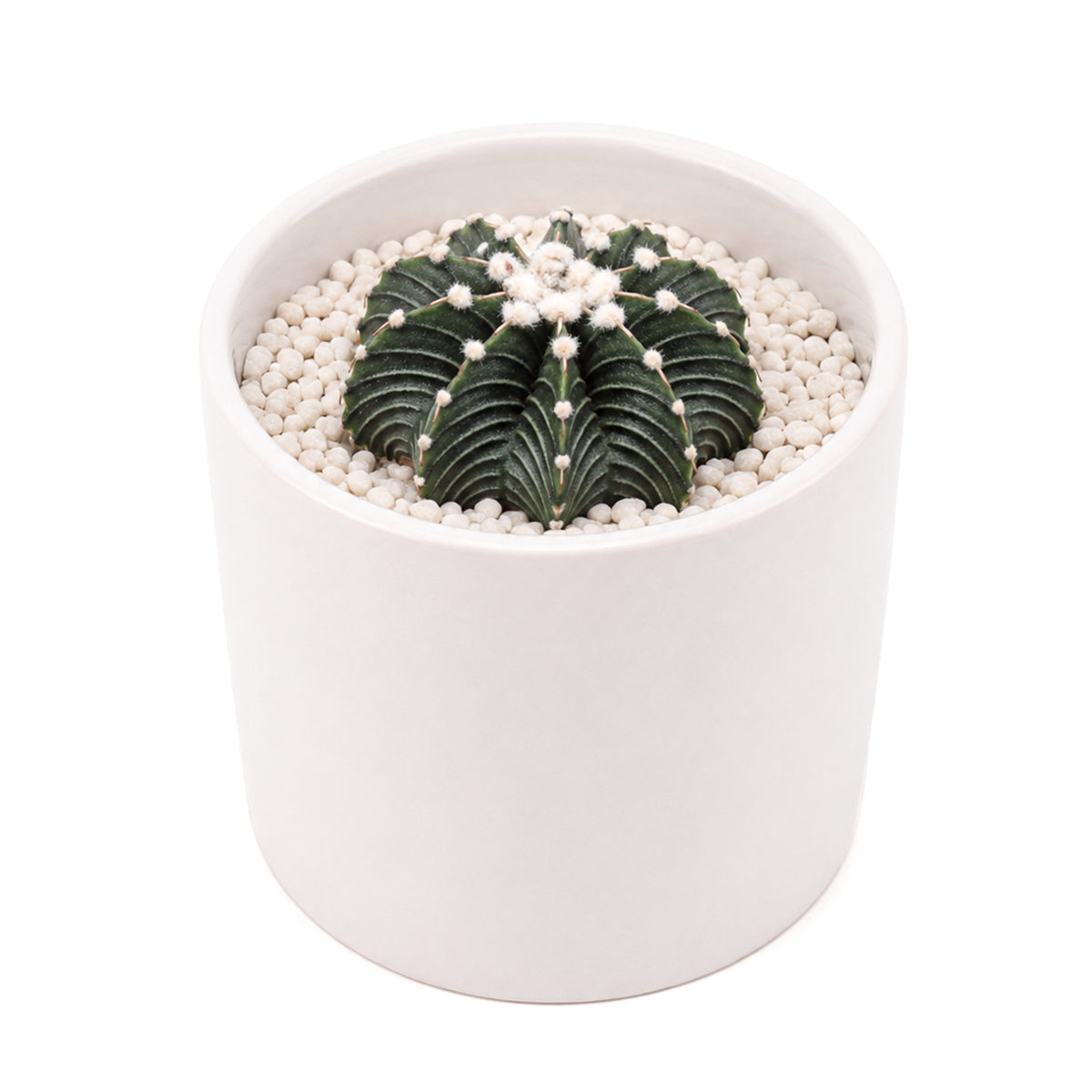 1–2" Gymnocalycium friedrichii VOS 1241 for sale. Featuring a compact globe-shaped body and beautifully textured ribs, this collectible cactus stands out in any display. It prefers a sunny location, gritty soil, and light watering once the soil has completely dried. Perfect for decorating desks, shelves, terrariums, or sunny windowsills.