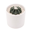 1–2" Gymnocalycium friedrichii VOS 1241 for sale. Featuring a compact globe-shaped body and beautifully textured ribs, this collectible cactus stands out in any display. It prefers a sunny location, gritty soil, and light watering once the soil has completely dried. Perfect for decorating desks, shelves, terrariums, or sunny windowsills.