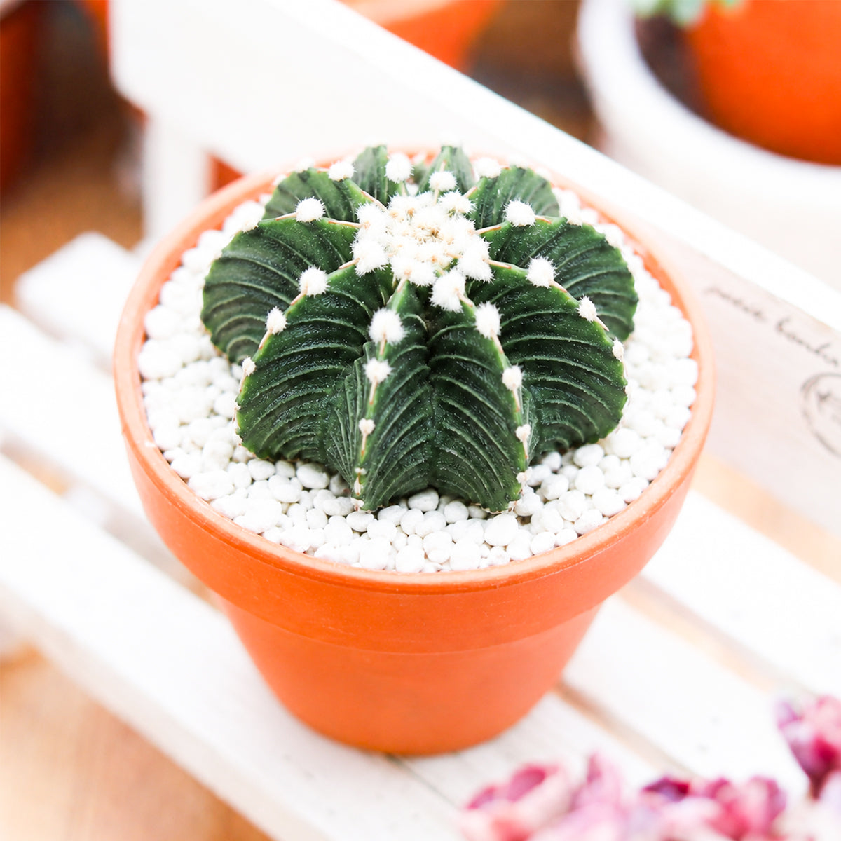Buy 1–2" Gymnocalycium friedrichii VOS 1241 online. This rare cactus showcases a perfectly rounded shape with pronounced ribs and distinctive patterns that give each plant its own unique character. It thrives in bright, indirect light with well-draining soil and occasional watering. An excellent choice for collectors looking to add a rare and eye-catching specimen to their cactus collection.