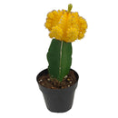 2 inch Yellow Grafted Moon Cactus, yellow succulents, indoor succulents, succulent care guide, buy succulents online
