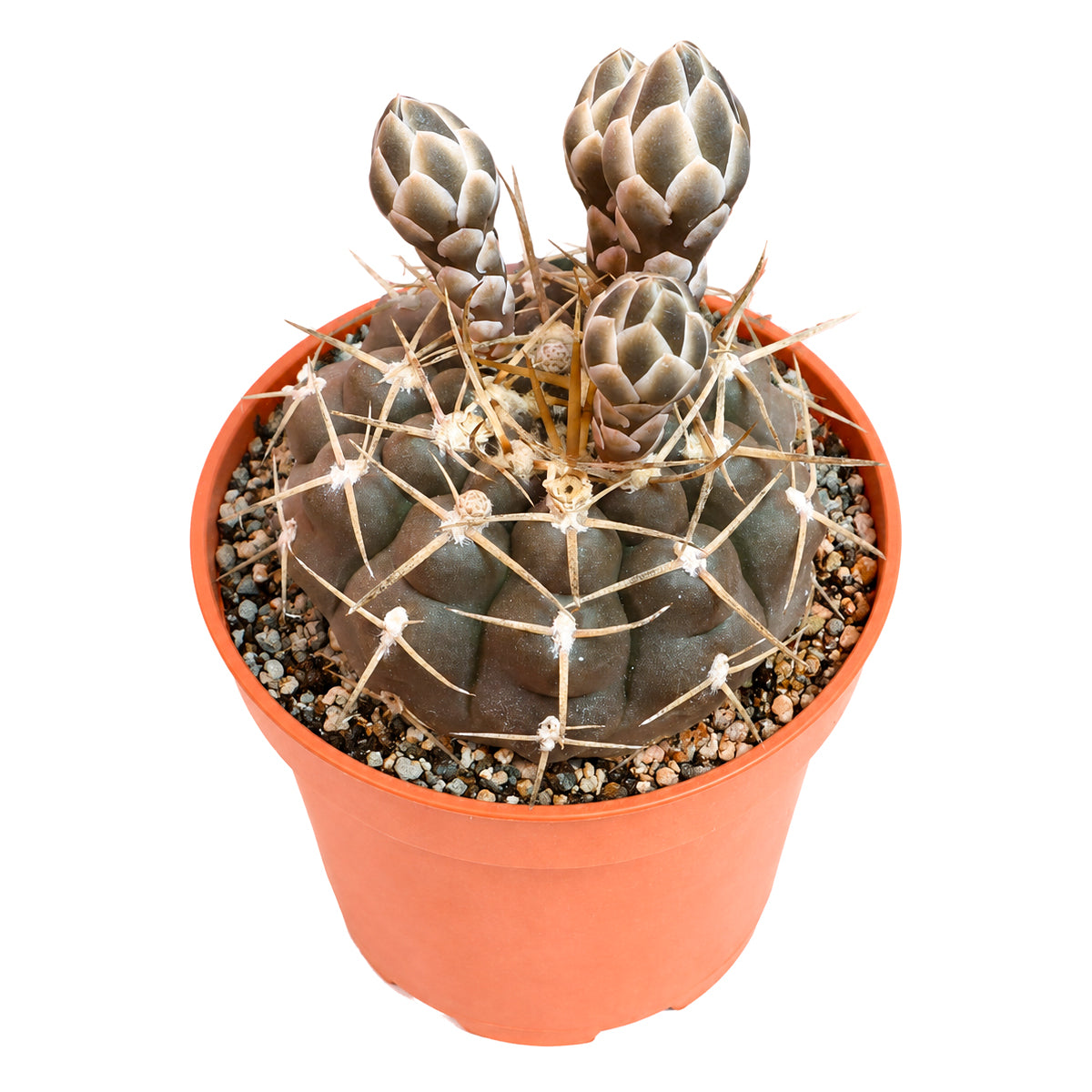 4" Gymnocalycium schroederianum for sale. Featuring a compact size and beautifully textured ribs, this cactus adds lasting beauty to indoor spaces without demanding much care. It performs well in bright light and appreciates occasional watering during the growing season. A perfect accent for succulent arrangements or as a standalone centerpiece.