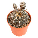4" Gymnocalycium schroederianum for sale. Known for its compact growth habit and distinctive ribbed form, this cactus brings natural texture and character to any space. It prefers bright conditions and a fast-draining cactus mix with minimal watering. An excellent choice for both beginner growers and experienced cactus enthusiasts.