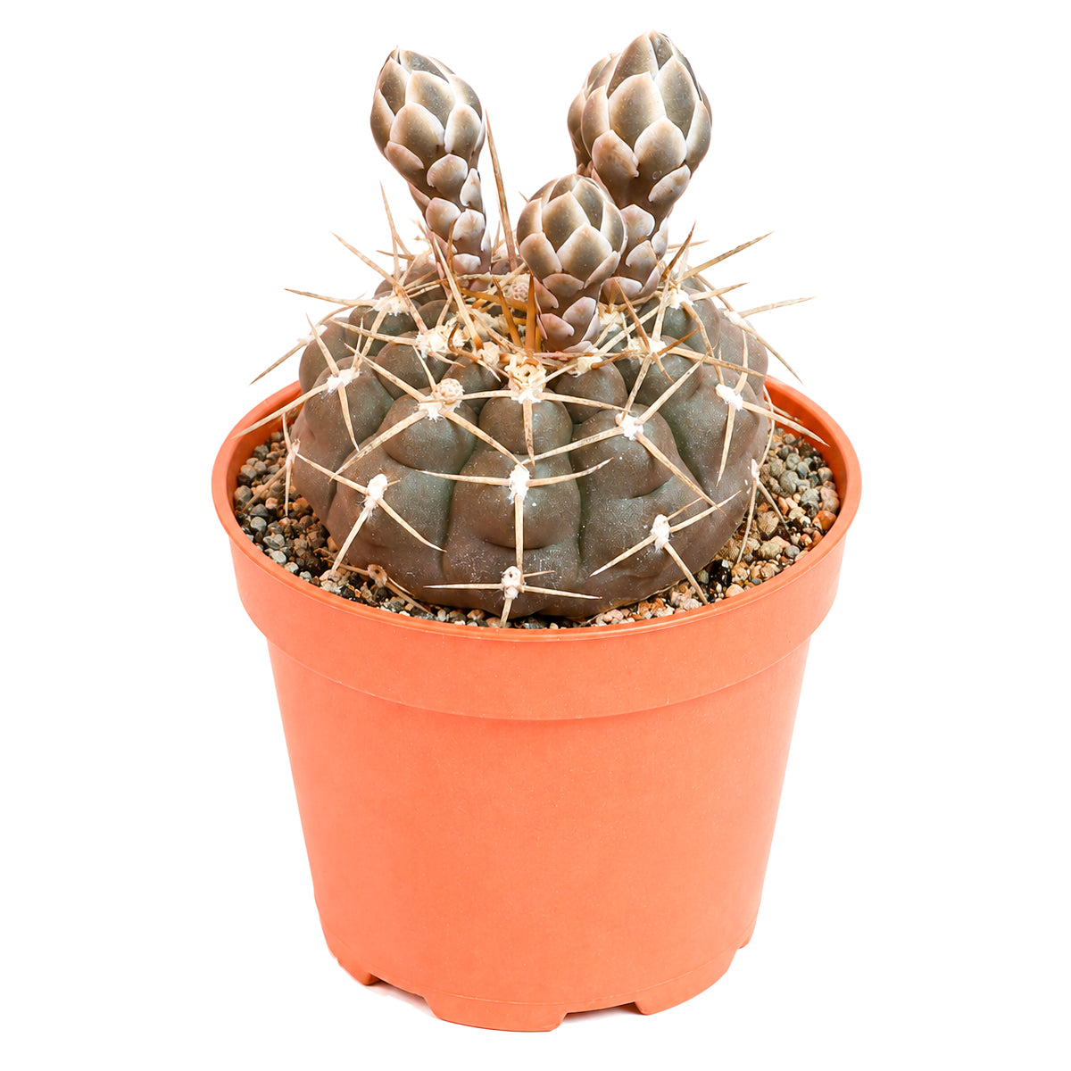 Buy 4" Gymnocalycium schroederianum online. This eye-catching cactus combines a sculptural silhouette with classic Gymnocalycium beauty, making every specimen a striking display plant. It thrives with simple care in a sunny location and well-draining soil. An ideal choice for collectors seeking a timeless and elegant cactus.