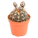 4" Gymnocalycium schroederianum for sale. Known for its compact growth habit and distinctive ribbed form, this cactus brings natural texture and character to any space. It prefers bright conditions and a fast-draining cactus mix with minimal watering. An excellent choice for both beginner growers and experienced cactus enthusiasts.