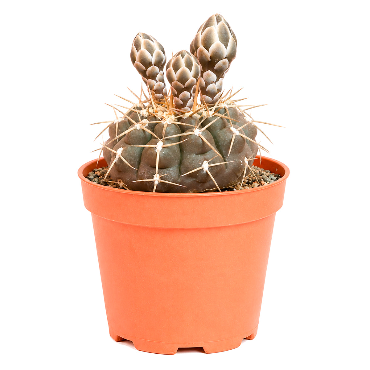 4" Gymnocalycium schroederianum for sale. This charming species is admired for its balanced shape and attractive spine arrangement, making it a standout in any collection. It requires little maintenance and enjoys bright light with infrequent watering. A great gift for plant lovers or anyone starting a cactus collection.