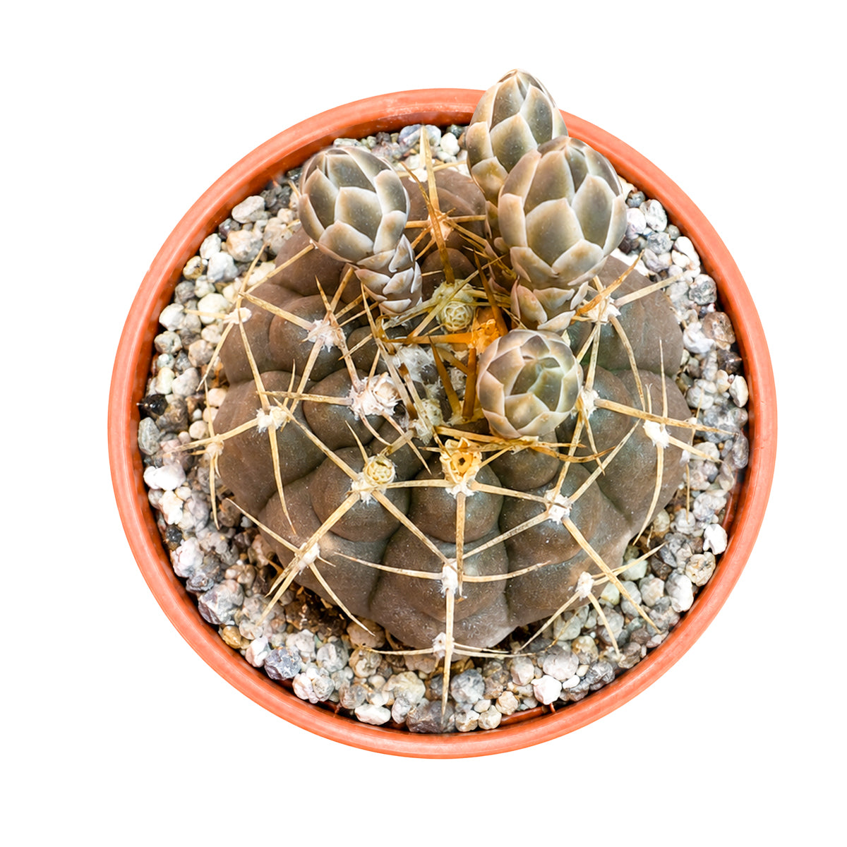 Buy 4" Gymnocalycium schroederianum online. This unique cactus develops an elegant globe-shaped form with beautifully defined ribs that become even more impressive as it matures. It grows best with plenty of light, good airflow, and well-draining soil. Perfect for displaying on desks, shelves, or alongside other rare cacti.