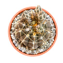 4" Gymnocalycium schroederianum for sale. Known for its compact growth habit and distinctive ribbed form, this cactus brings natural texture and character to any space. It prefers bright conditions and a fast-draining cactus mix with minimal watering. An excellent choice for both beginner growers and experienced cactus enthusiasts.