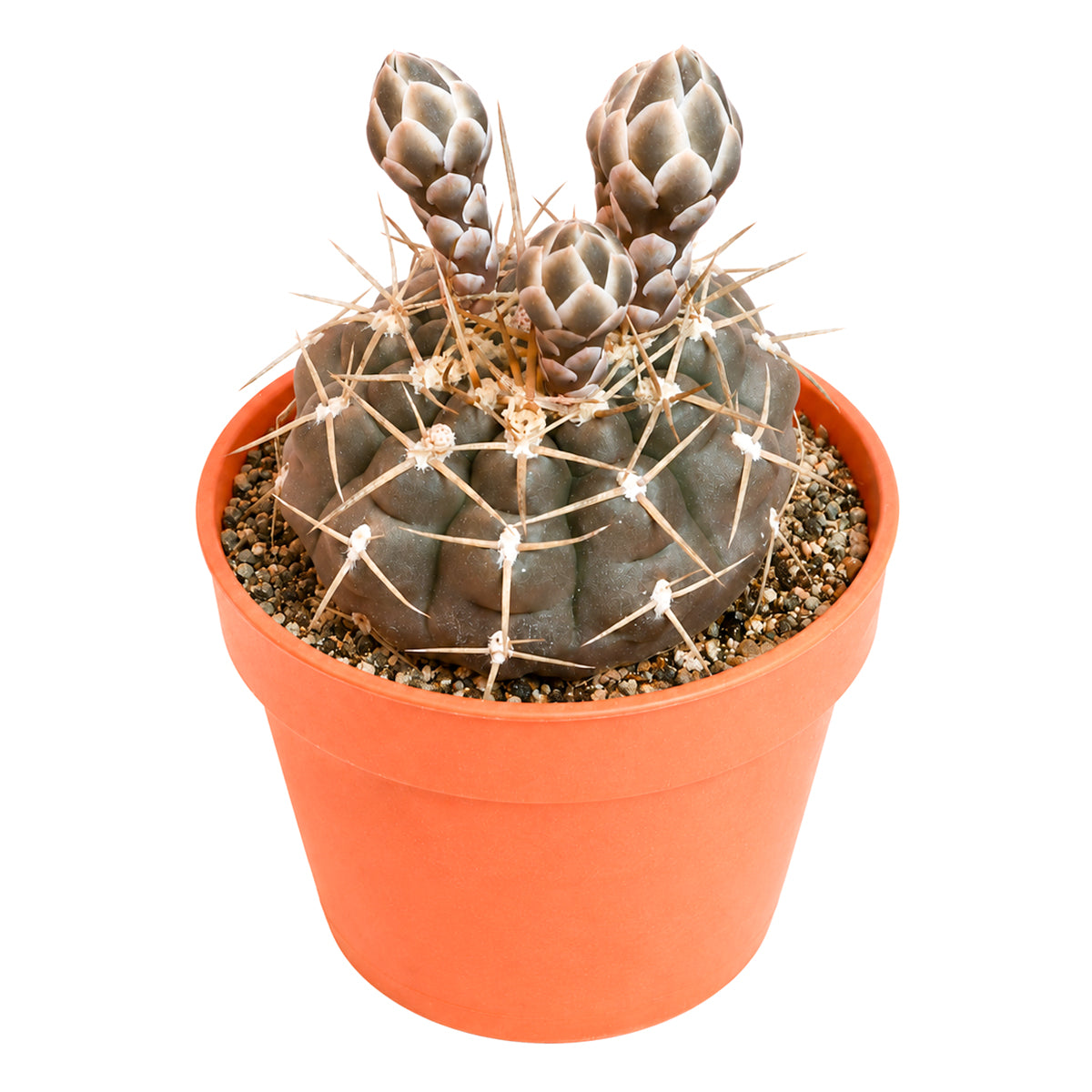 4" Gymnocalycium schroederianum for sale. Known for its compact growth habit and distinctive ribbed form, this cactus brings natural texture and character to any space. It prefers bright conditions and a fast-draining cactus mix with minimal watering. An excellent choice for both beginner growers and experienced cactus enthusiasts.
