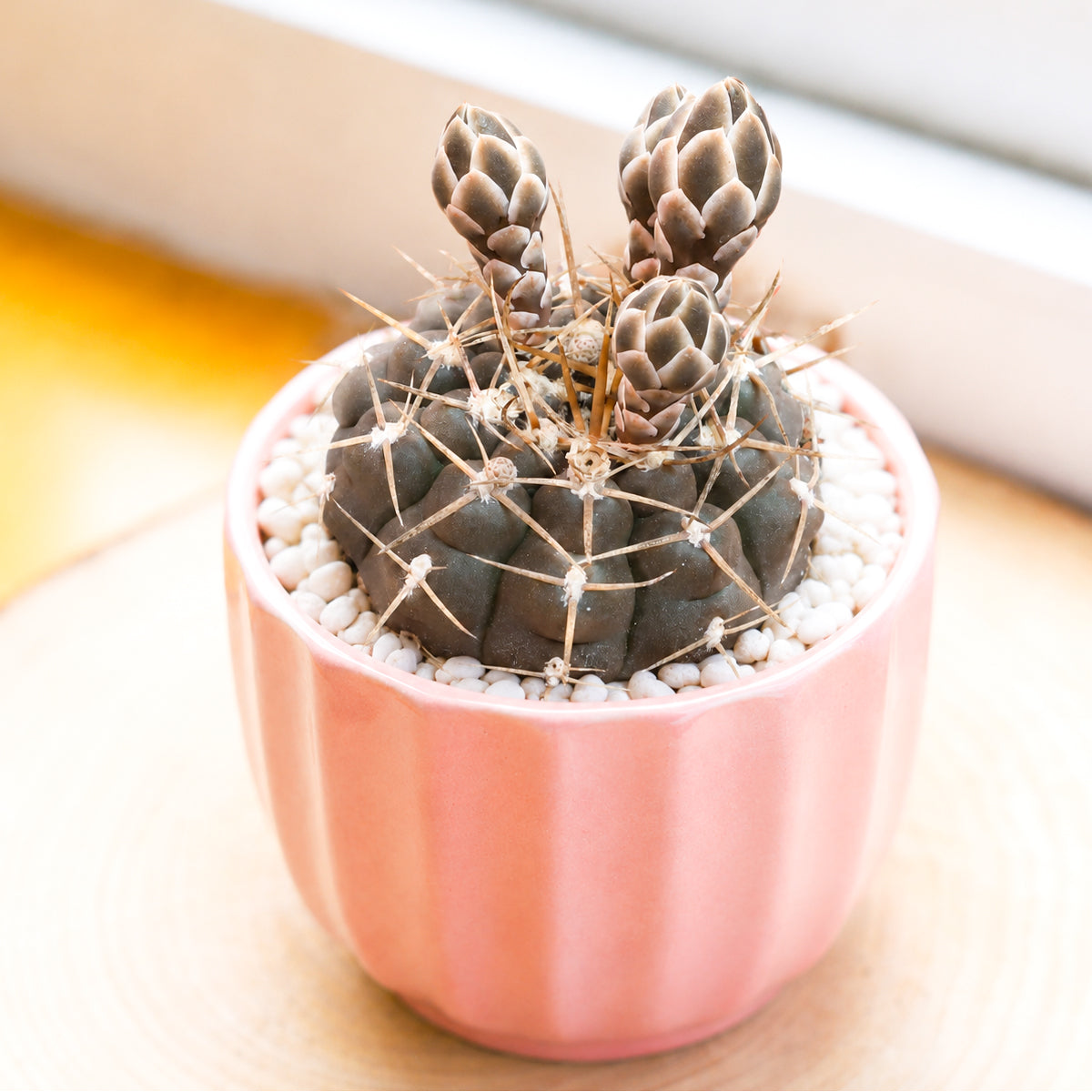 Buy 4" Gymnocalycium schroederianum online. This attractive cactus features a rounded body with pronounced ribs and neatly arranged spines that create a clean, symmetrical appearance. It thrives in bright, indirect light with well-draining soil and occasional watering. A wonderful addition to cactus collections, sunny windowsills, or modern indoor plant displays.