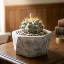 4" Gymnocalycium anisitsii for sale. This attractive cactus has a smooth green body with neatly arranged spines, making it a wonderful choice for cactus collections. It requires minimal watering and is well suited for sunny indoor spaces. Shipped in a 4-inch nursery pot.