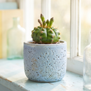 Custom plant pot with personalized image, personalized flower pot with live plant, custom photo plant pot, personalized planter with plant of your choice, custom printed ceramic planter, personalized succulent pot, custom image flower pot gift, custom photo planter for houseplants